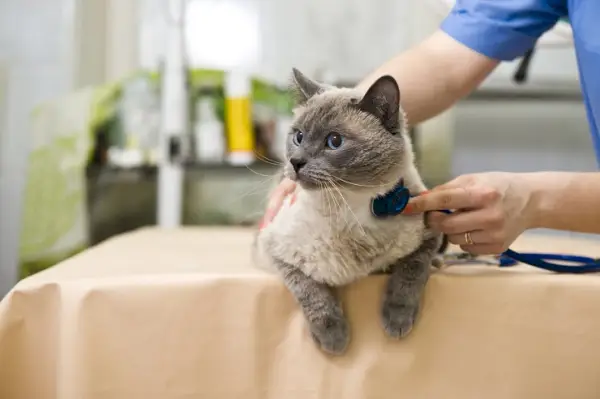 Hoe gabapentine voor katten werkt