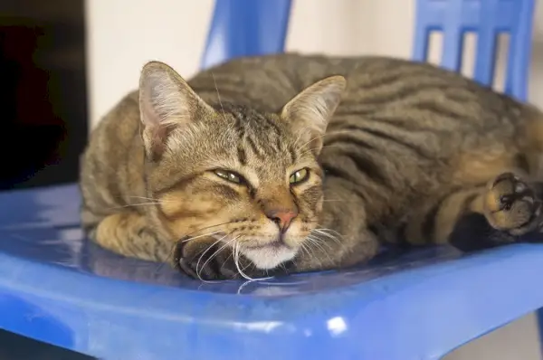 Imagen de un gato que parece enfermo, con comportamiento apagado y postura letárgica, enfatizando la importancia de reconocer cambios en el comportamiento y buscar atención veterinaria adecuada para las mascotas enfermas.