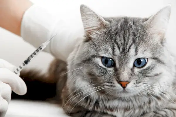 Gato recibiendo una inyección de un veterinario, destacando el papel de las intervenciones médicas en el mantenimiento de la salud felina y la experiencia de los profesionales veterinarios en la administración de los tratamientos necesarios.