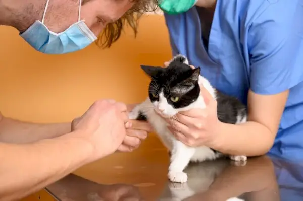 eine Katze, die Benazepril erhält, wobei die Rolle dieses Medikaments bei der Behandlung bestimmter Erkrankungen bei Katzen sowie die Bedeutung einer angemessenen tierärztlichen Anleitung bei seiner Verabreichung hervorgehoben werden.