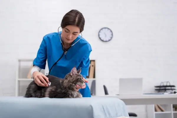 le vétérinaire examine un chat à l'aide d'un stéthoscope