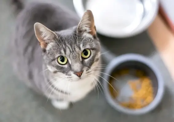 Een grijze Cyperse korthaar kat zit naast zijn voerbak en kijkt omhoog naar de camera