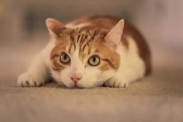 Gato em posição de ataque, mostrando sua agilidade e ludicidade