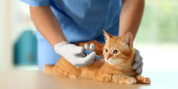 Veterinário administrando vacinação a um gato em uma clínica veterinária, garantindo o gato