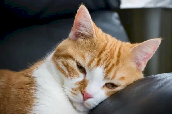 Gato doente destacando a importância de reconhecer e abordar os problemas de saúde felinos.