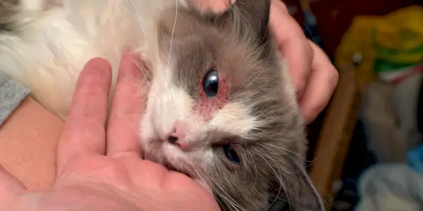 Katze mit Dermatitis unterstreicht die Bedeutung der Behandlung von Hautproblemen durch tierärztliche Versorgung.