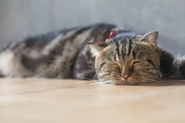 床に横たわって疲れた茶色のトラ猫