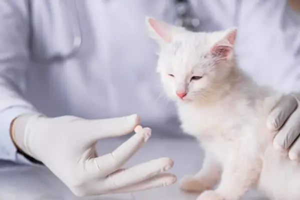 Veterinário oferecendo uma pílula a um gatinho branco