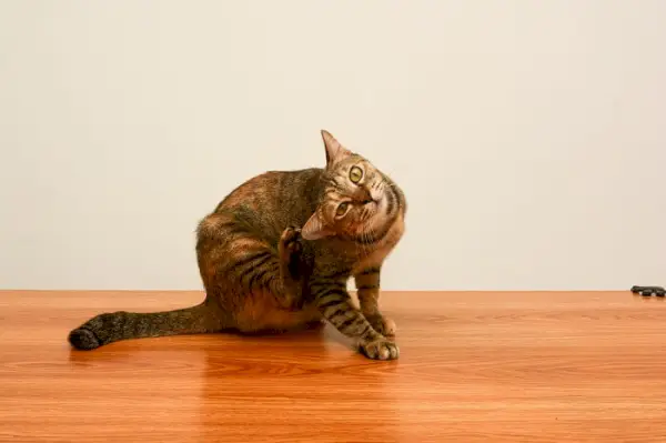 Une image d'un chat semblant inconfortable et qui démange