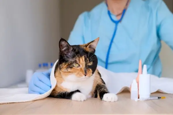 Une image montrant un chat subissant un examen approfondi, mettant en évidence les soins responsables et les visites vétérinaires régulières.