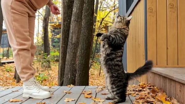 Frau spielt mit getigerter Katze im Garten