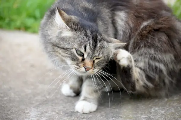 灰色の猫が体を引っ掻く