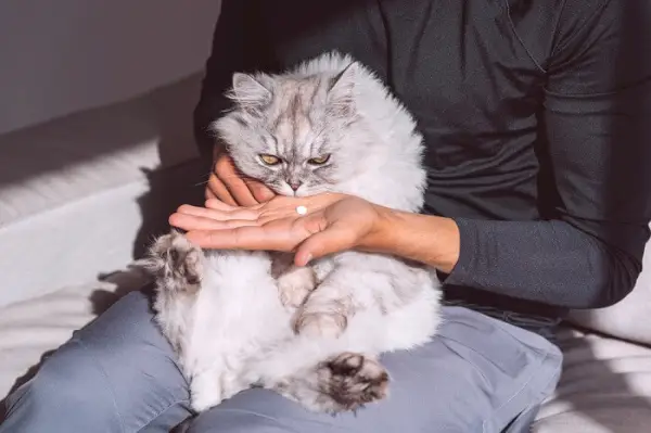 Image représentant un médicament blanc pour chats, soulignant la variété de traitements pharmaceutiques disponibles pour résoudre les problèmes de santé félins et l'importance d'un dosage précis et d'une administration appropriée.