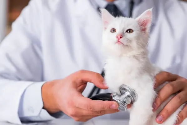 검진 중 수의사의 진찰을 받고 있는 고양이