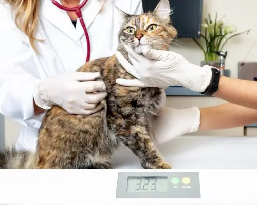 Mačko tehtajo na digitalni tehtnici v veterinarski kliniki