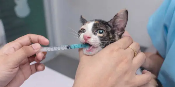 Imodium para gatos: descripción general, dosis y efectos secundarios