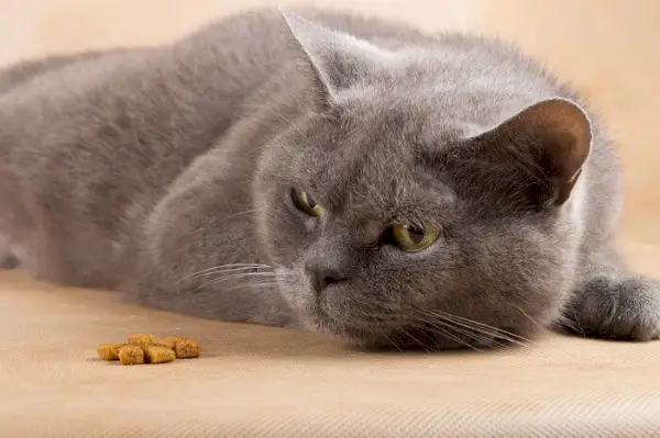 Un gatto grigio è sdraiato accanto a del cibo.