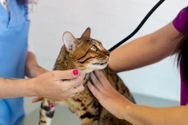 Een kat tijdens een veterinair onderzoek, waarbij het belang van regelmatige controles en gezondheidszorg voor katachtige metgezellen wordt benadrukt.