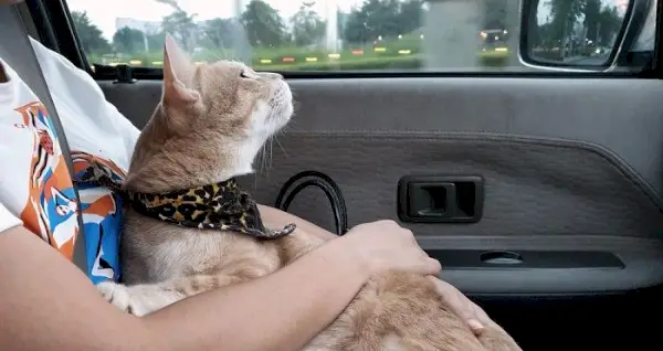 Un chat dans une voiture, soulignant la nécessité d'un transport sûr et sécurisé lorsque vous voyagez avec des compagnons félins.