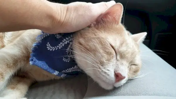 Un chat dans une voiture, soulignant l’importance d’organiser un voyage sûr et confortable pour les compagnons félins.