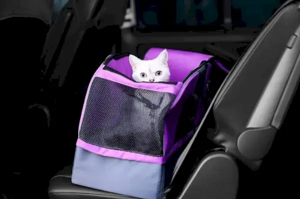 Un gatto in un trasportino, un metodo comune per il trasporto sicuro e protetto dei compagni felini durante il viaggio o le visite dal veterinario.