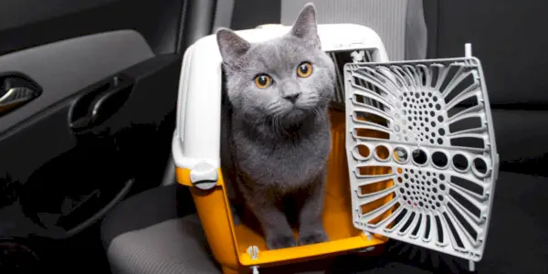 Un chat dans une cage de transport, une méthode courante pour transporter en toute sécurité les compagnons félins lors de voyages ou de visites vétérinaires.