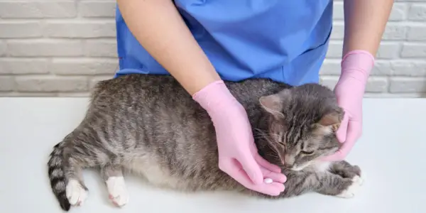 Tierarzt verabreicht einer Katze orale Tabletten