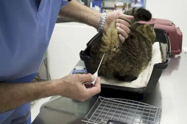 Dierenarts die de lichaamstemperatuur van een kat meet