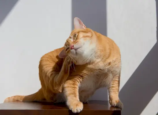 Comfortis voor katten: dosering, veiligheid en bijwerkingen