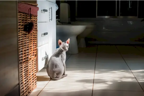 Alternatieven voor Neosporin voor katten