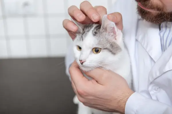 Medicamentos doxiciclina para gatos.