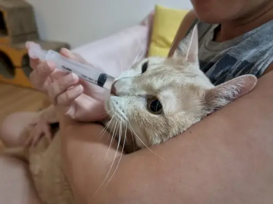 Orbax voor katten: Close-up van een kat