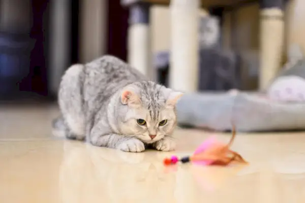 Overvågning af en kat med epilepsi, med en opmærksom ejer, der nøje overvåger katten