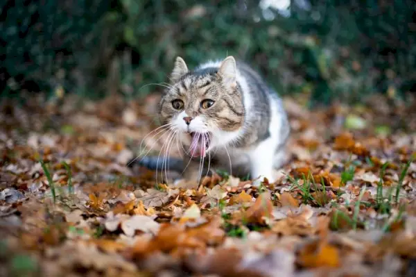 Foto af en kat midt i opkastning, hvilket indikerer potentielt mavebesvær eller fordøjelsesbesvær.