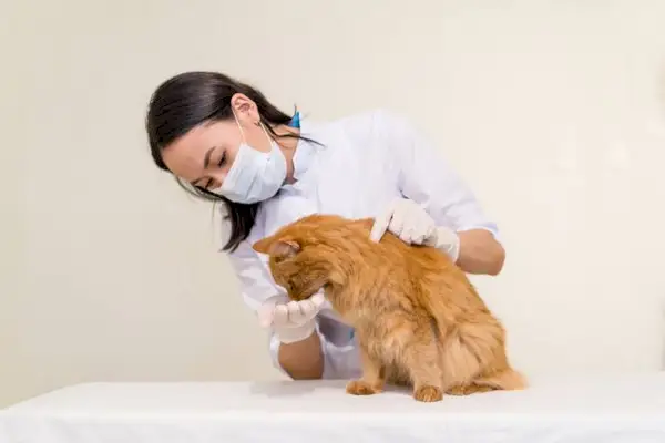 飼い主によって薬を投与されている猫の画像。ペットの適切なケアと治療の重要性を強調しています。