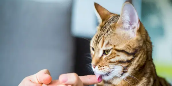 Laxatone (witte vaseline) voor katten: overzicht, dosering en bijwerkingen