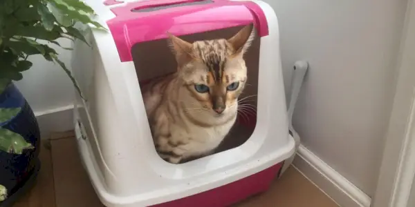 Pisică Bengal care prezintă o utilizare adecvată a cutiei de așternut