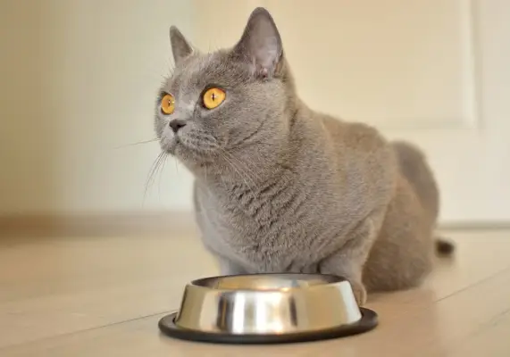 Une image illustrant une chatte enceinte sans appétit, soulignant le problème de la réduction de la consommation alimentaire pendant la grossesse.