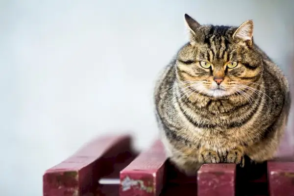 Kočka s nadváhou nebo obezitou, upozorňující na problematiku kočičí obezity a důležitost zdravé výživy.