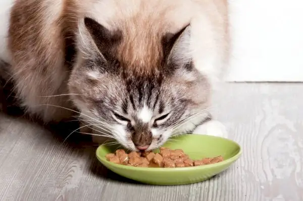 Un gatto che mangia il suo pasto, dimostrando l'atto di nutrire il felino.