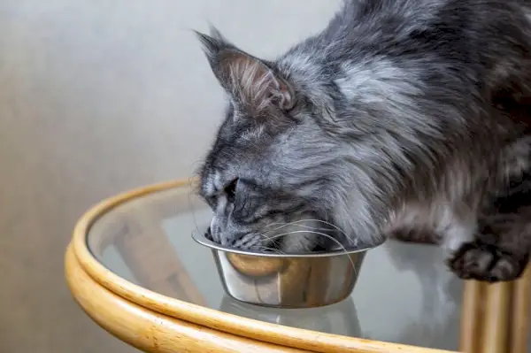 Capromorelin (Elura) voor katten: dosering, veiligheid en bijwerkingen