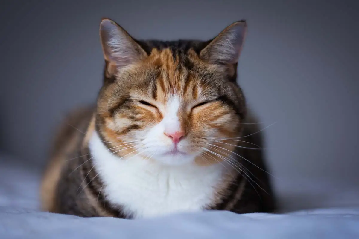 300 nomi brevi per gatti maschi e femmine