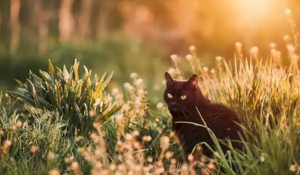 Un gato negro se sienta en la hierba alta.