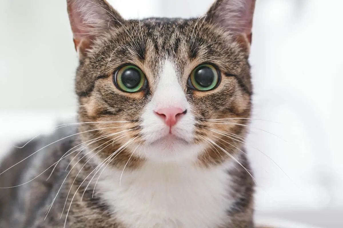 Nomi di gatti irlandesi (con significati) per gatti maschi e femmine