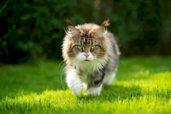 Imagen de un gato caminando con gracia a través de una exuberante hierba verde.