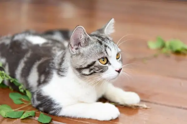 Imagen majestuosa de un gato, que exuda un aura de grandeza y aplomo.