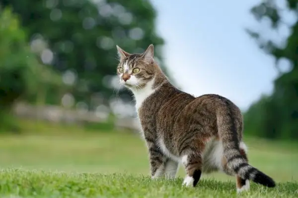 Imagen majestuosa de un gato, que irradia una sensación de noble presencia y carisma.