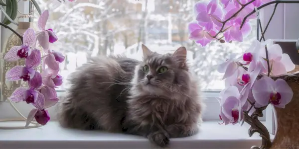 Die 150 besten Blumenkatzennamen, die zu jeder Katze passen