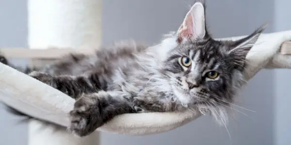 Simpatico gatto soriano grigio argento giovane maine coon sdraiato sull'amaca sull'albero del gatto