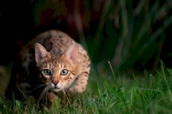 Muotokuva bengalin kissasta metsästämässä vihreän ruohon taustalla.